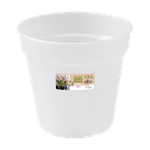 green basics orchidee 13cm transparent